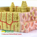 JOINT09 (12356) Medical Science Microscopic Human Anatomical Bone Structure Agrandar Anatomía